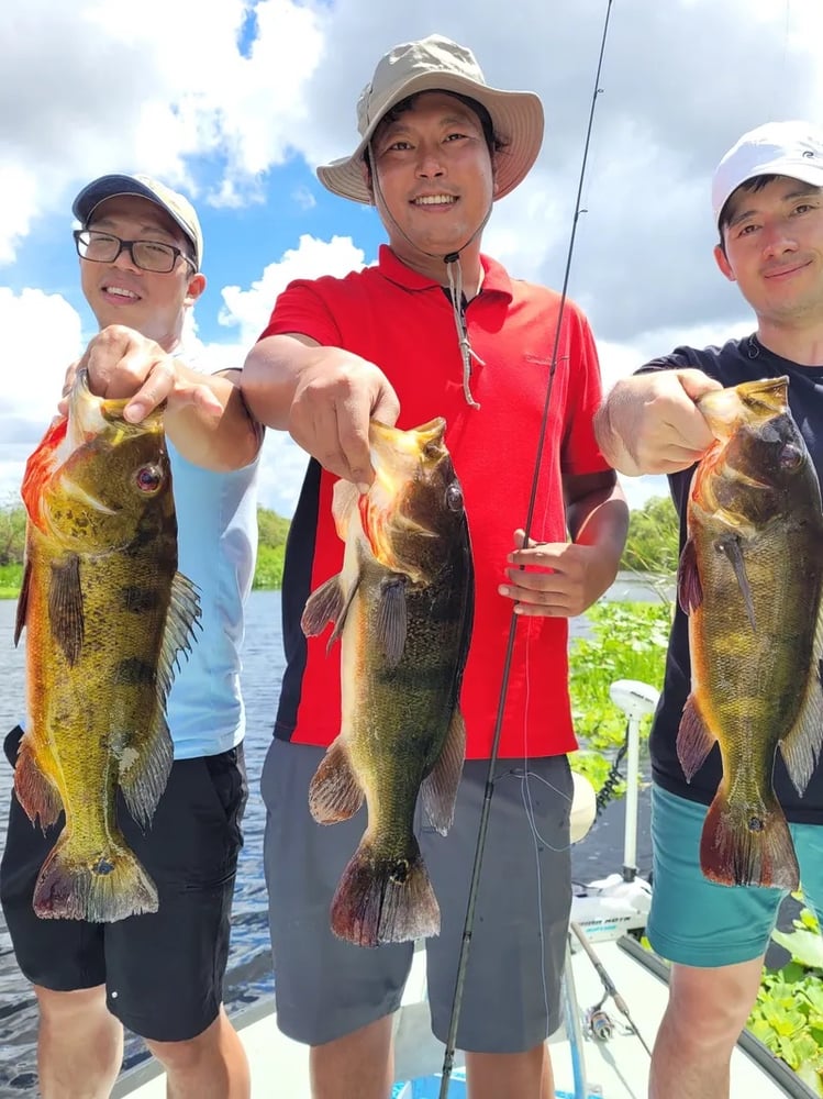 Peacock Bass: Fly Or Spin In Fort Lauderdale