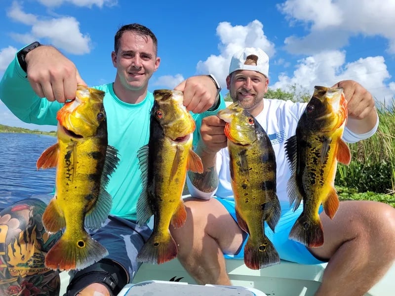 Peacock Bass: Fly Or Spin In Fort Lauderdale