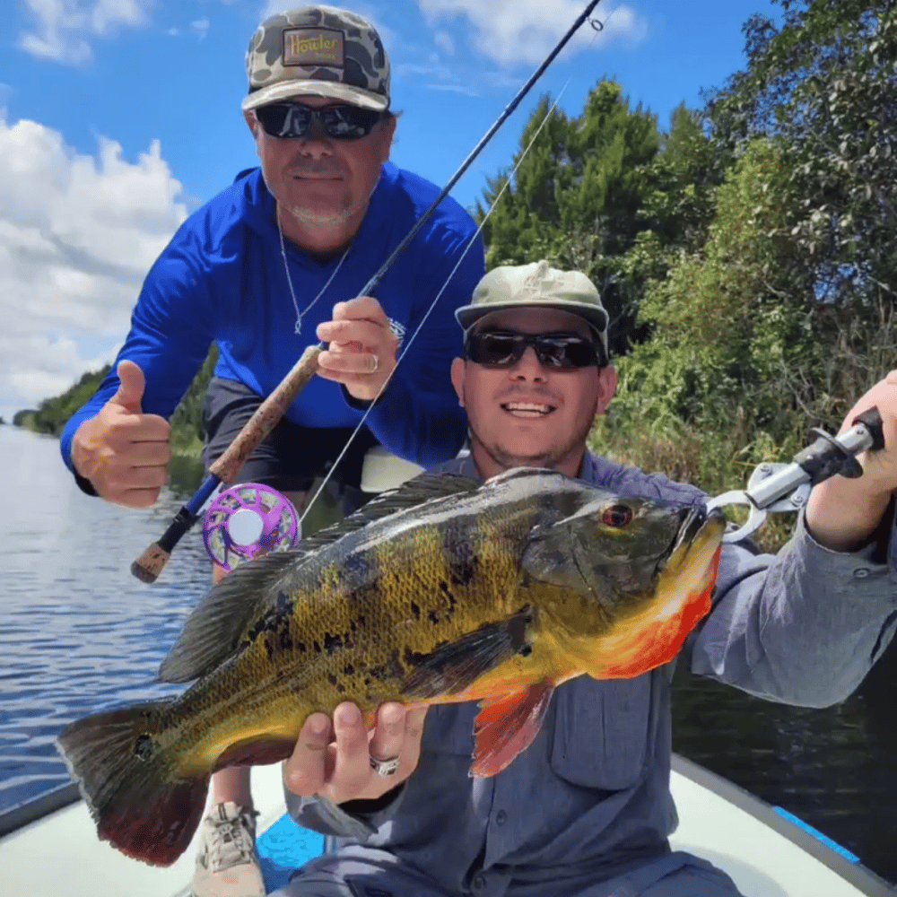 Peacock Bass: Fly Or Spin In Fort Lauderdale