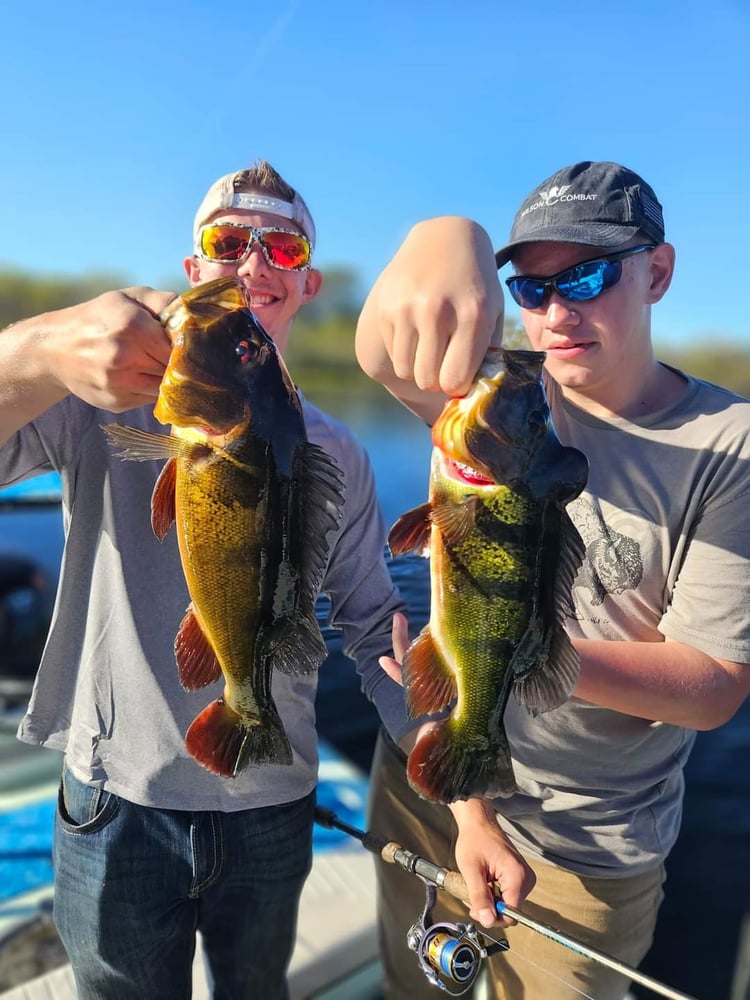 Peacock Bass: Fly Or Spin In Fort Lauderdale