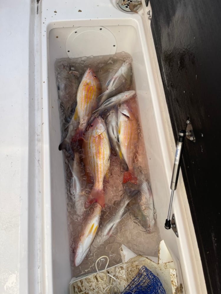 Fishing Trip 25 Miles Out (State Waters) In Fort Myers Beach