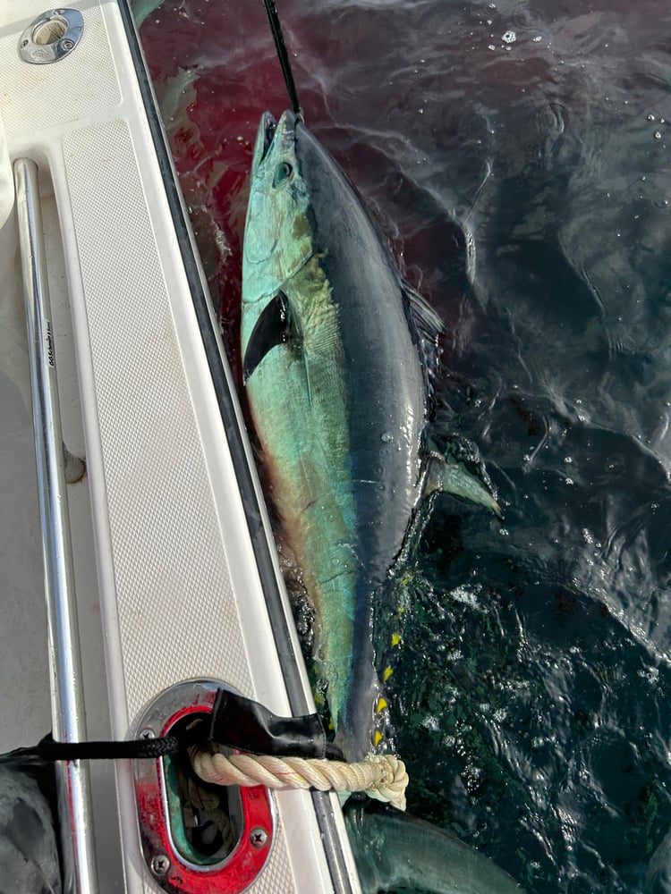 Full Day Light Tackle Bluefin In Marshfield