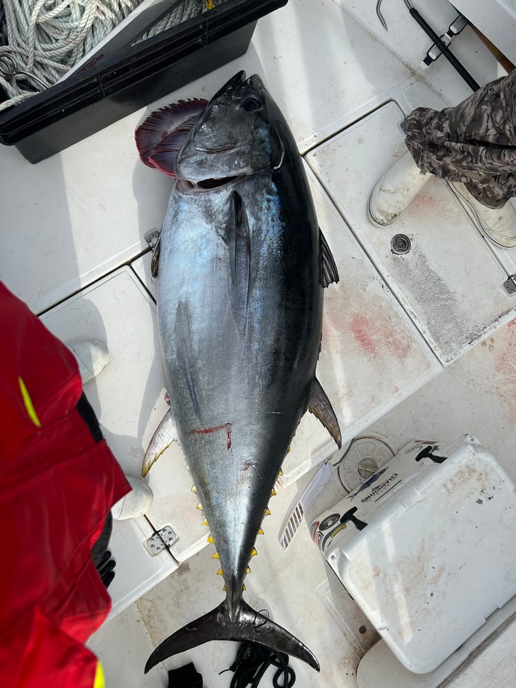 Full Day Light Tackle Bluefin In Marshfield