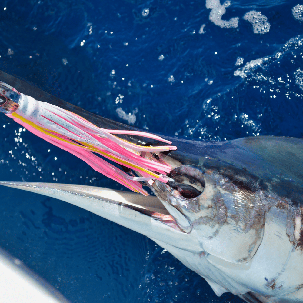 12 Hour Deep Sea In Galveston