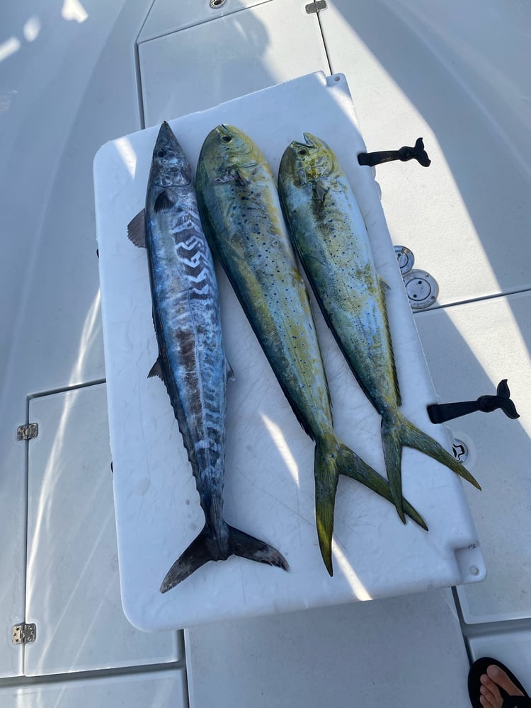 Chasing Mahi, Tuna, Sails, & More! In Pompano Beach