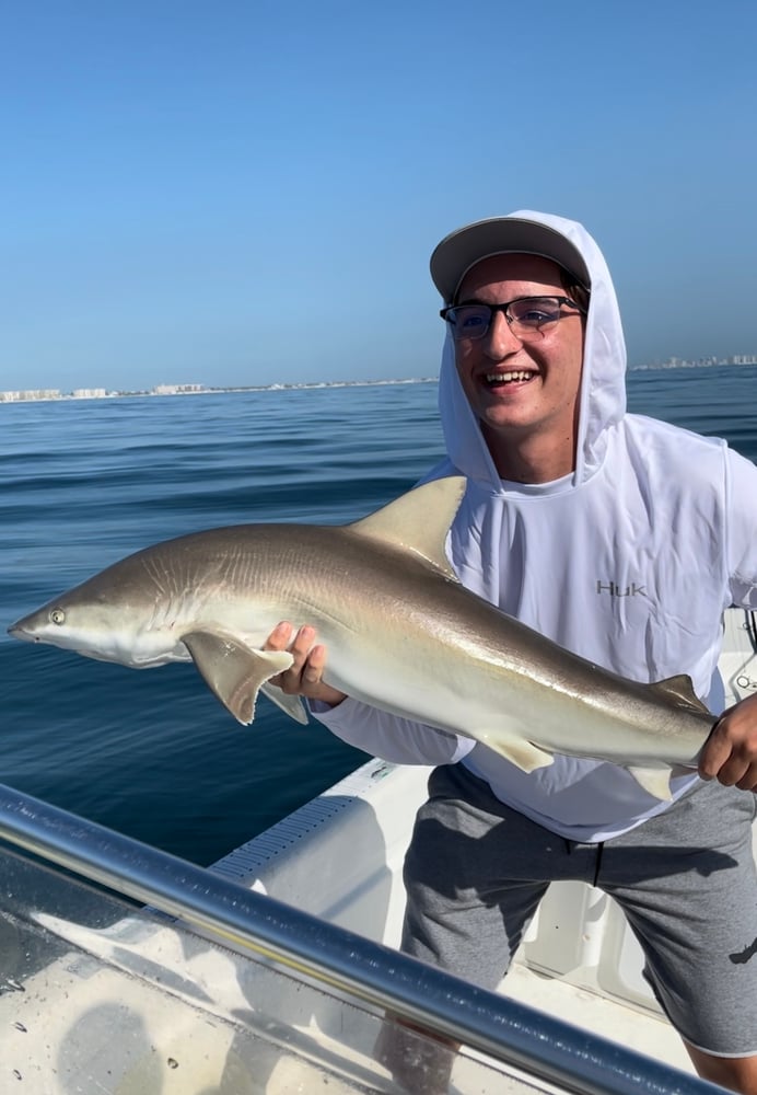 Shark Fishing In Daytona Beach