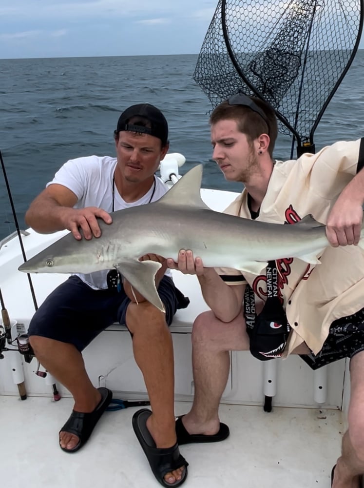 Shark Fishing In Daytona Beach