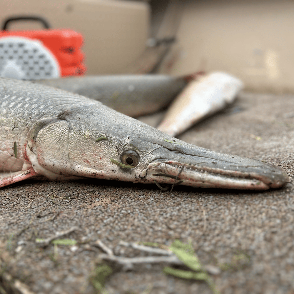 Back Bay Air Boat Fishing In Port Mansfield