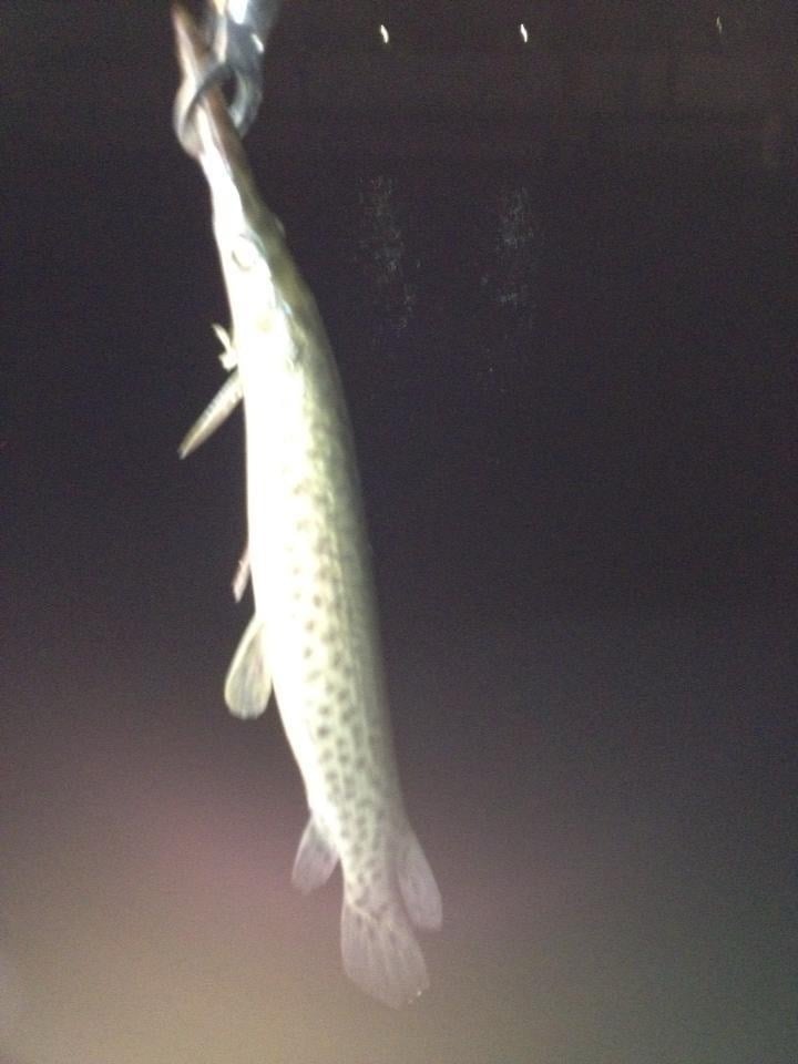 Everglades Fishing In Weston