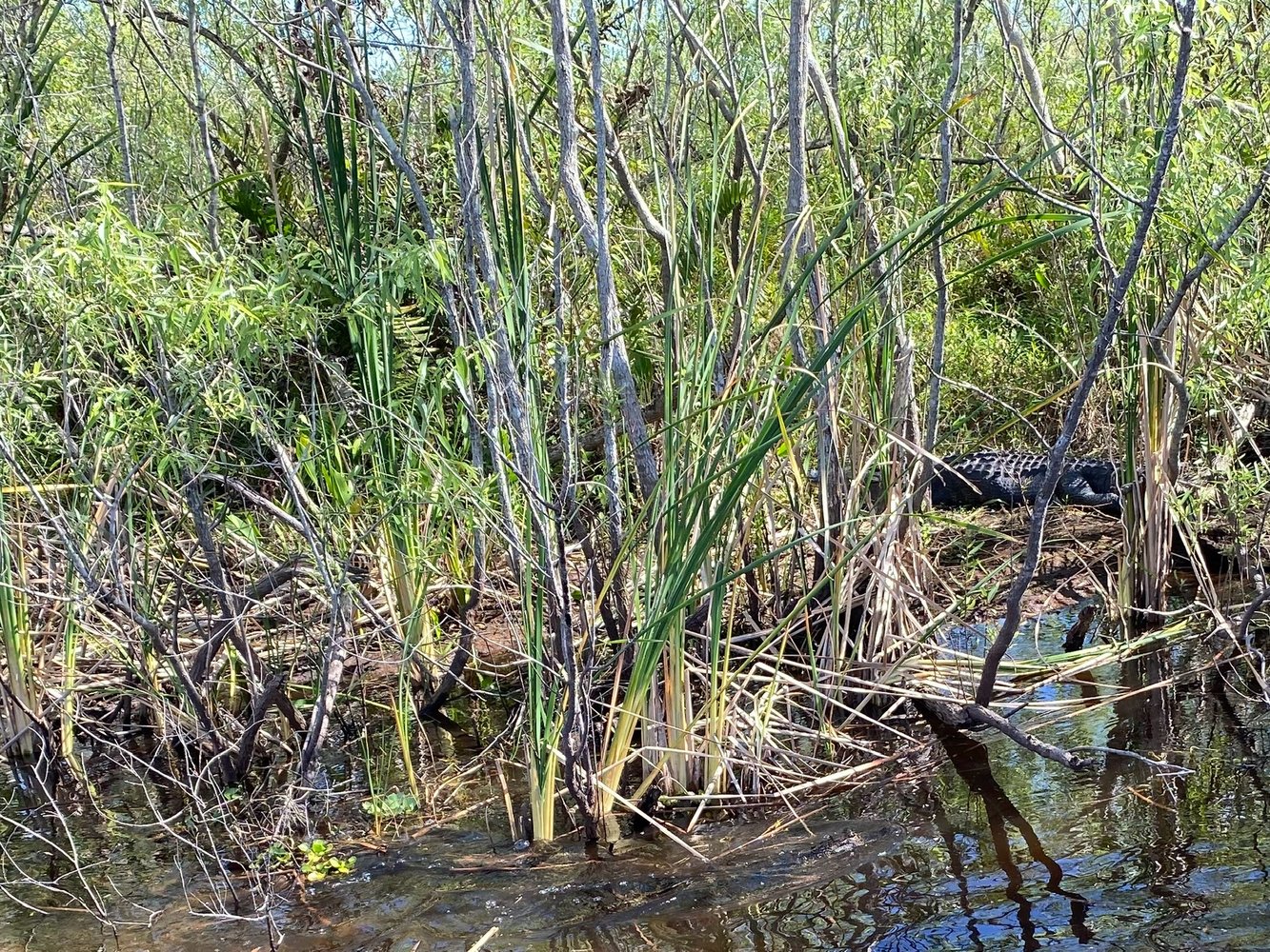 Everglades Fishing In Weston