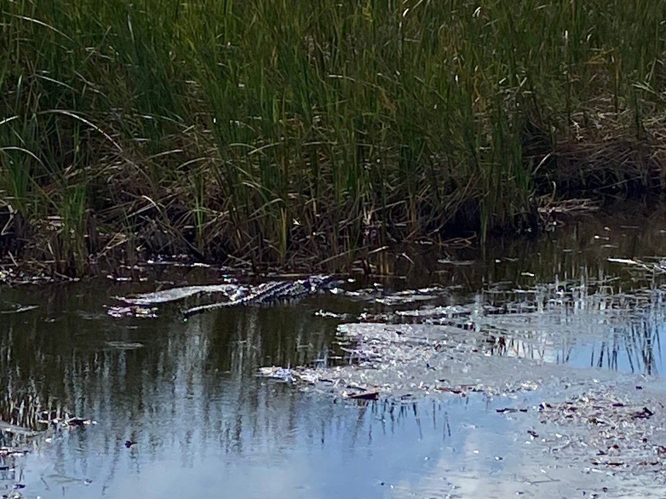 Everglades Fishing In Weston