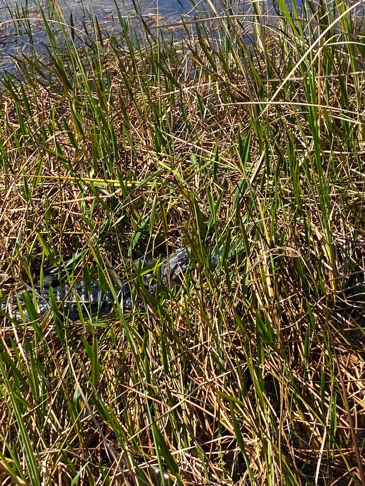 Everglades Fishing In Weston