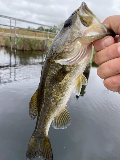 Everglades Fishing In Weston