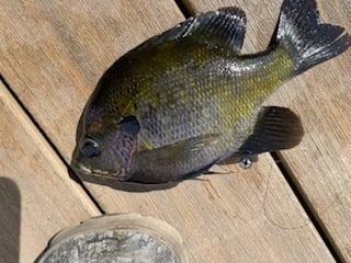 Everglades Fishing In Weston