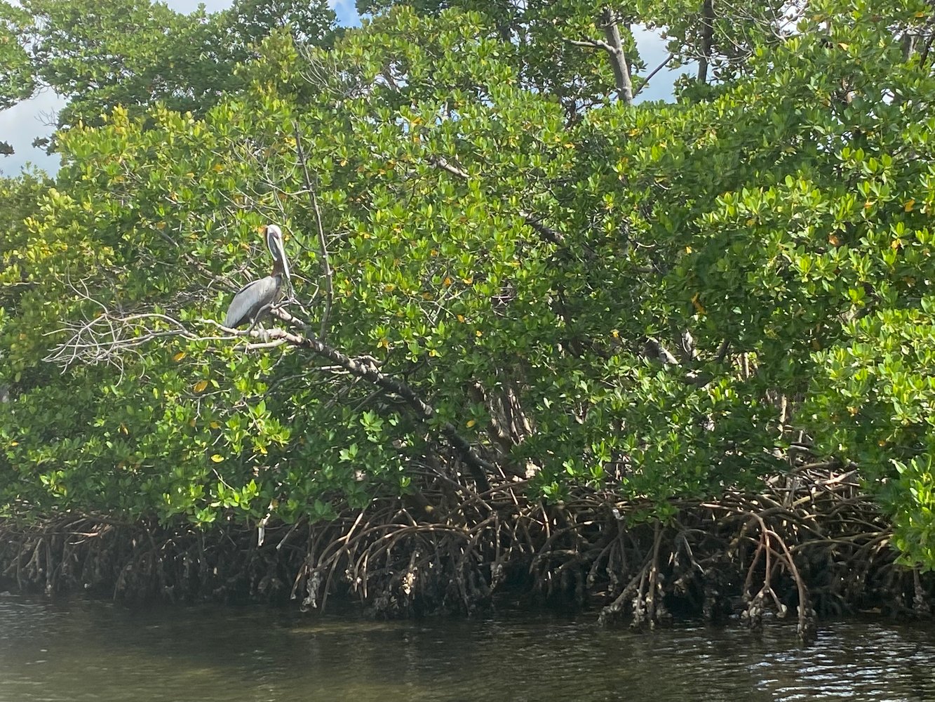 Everglades Fishing In Weston