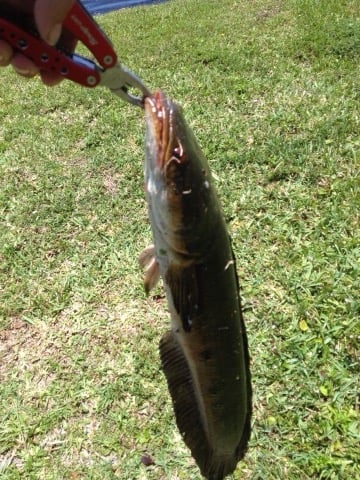 Everglades Fishing In Weston