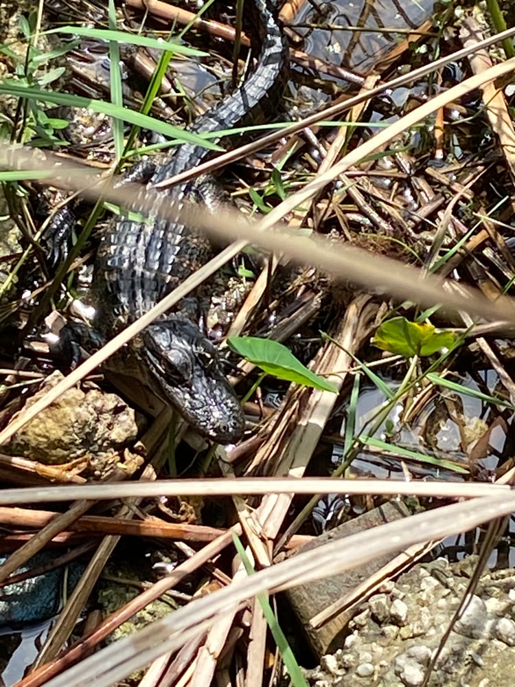 Everglades Fishing In Weston