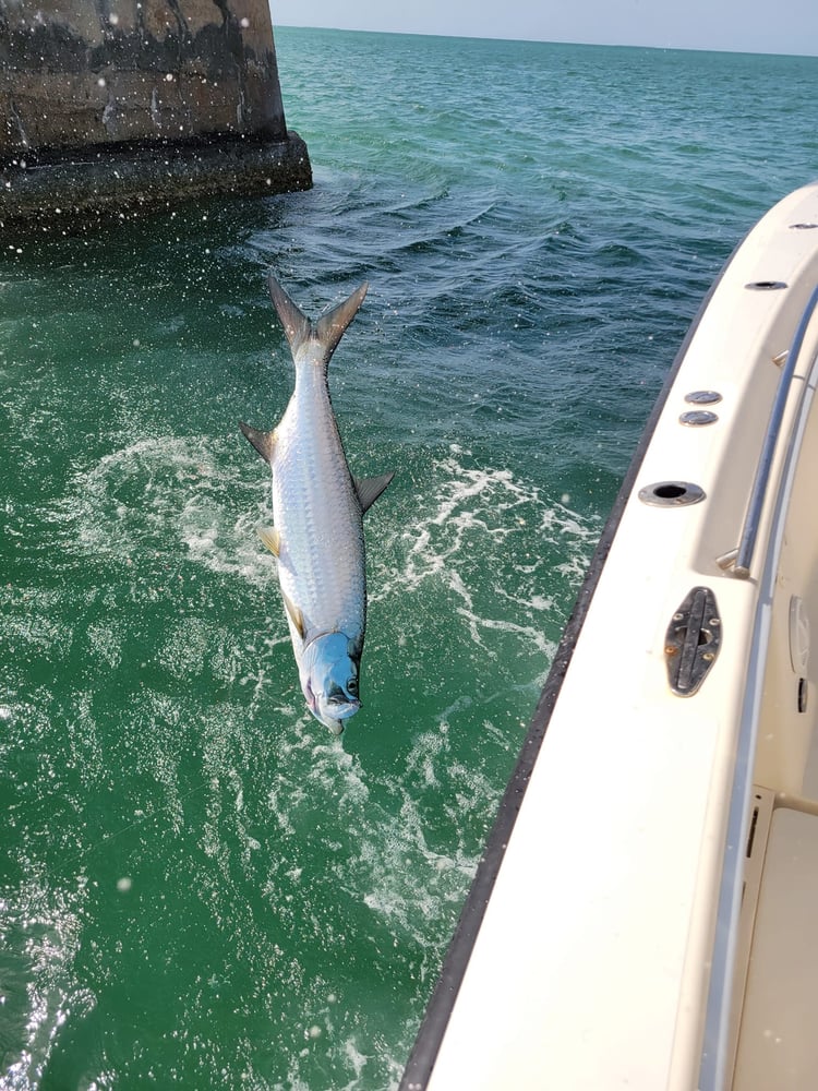 Tarpon Trip With Capt Scotty In Marathon