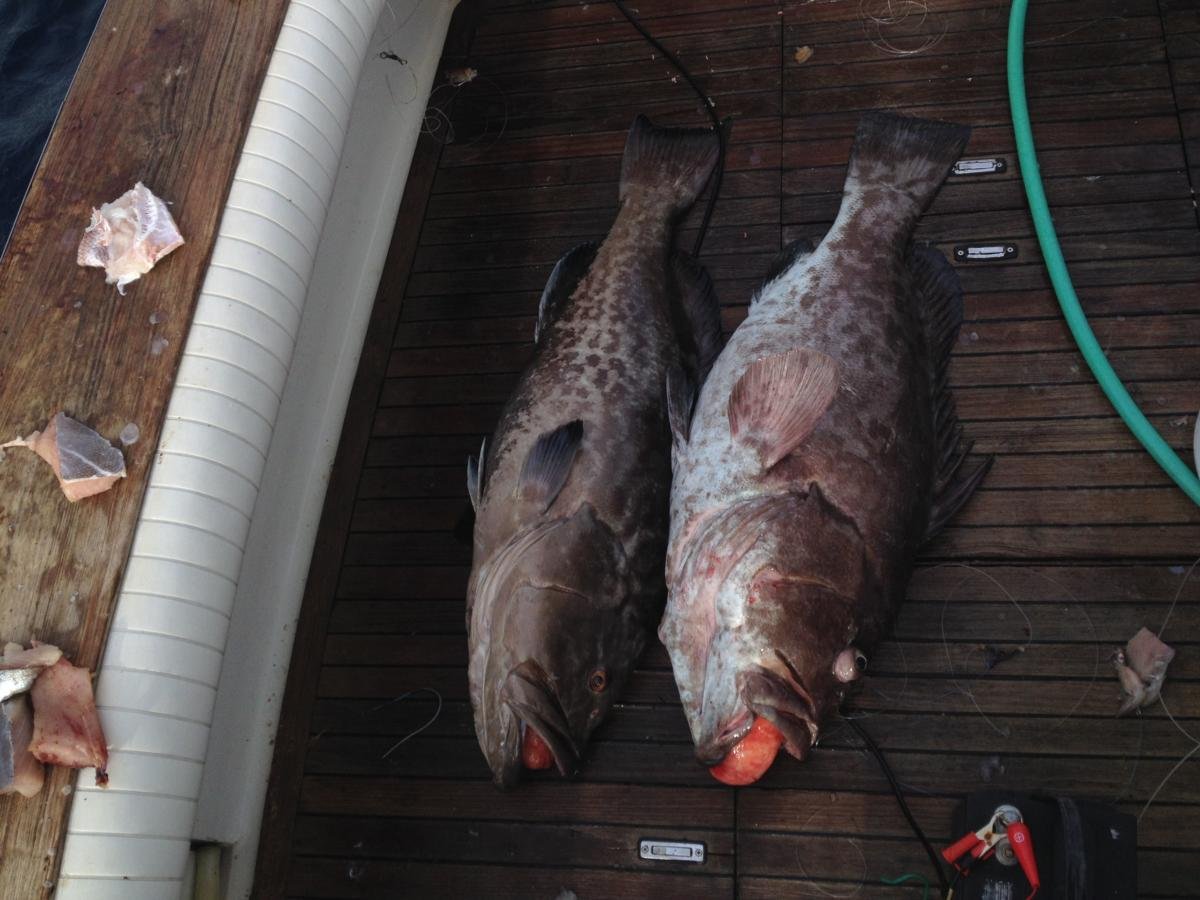 Offshore Marlin Special In Destin