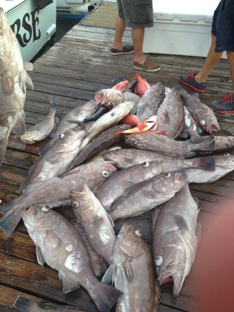 Rodeo Fishing Special Trip In Destin