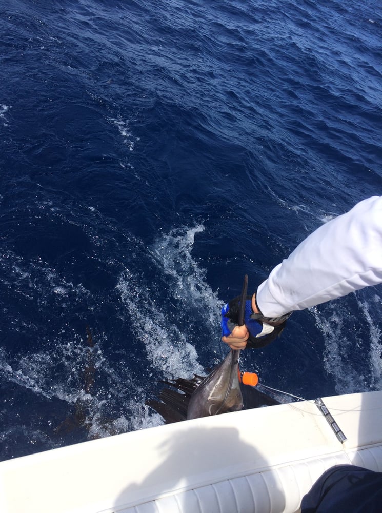 Offshore Marlin Special In Destin