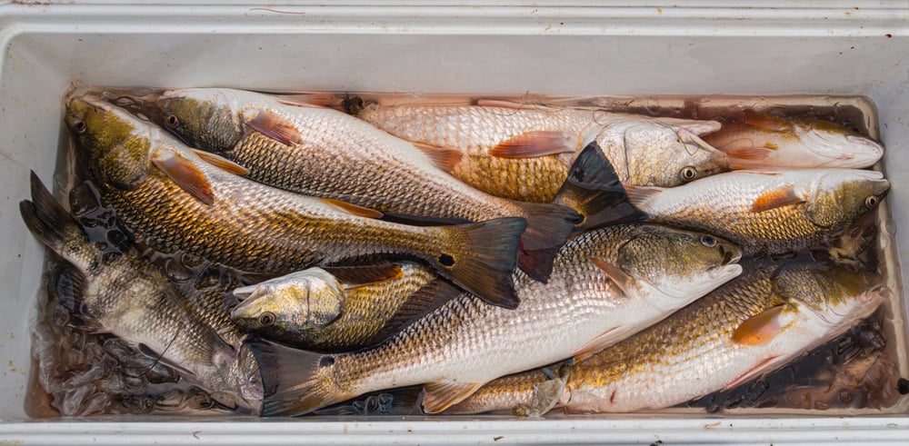 All Day Fishing In Rockport