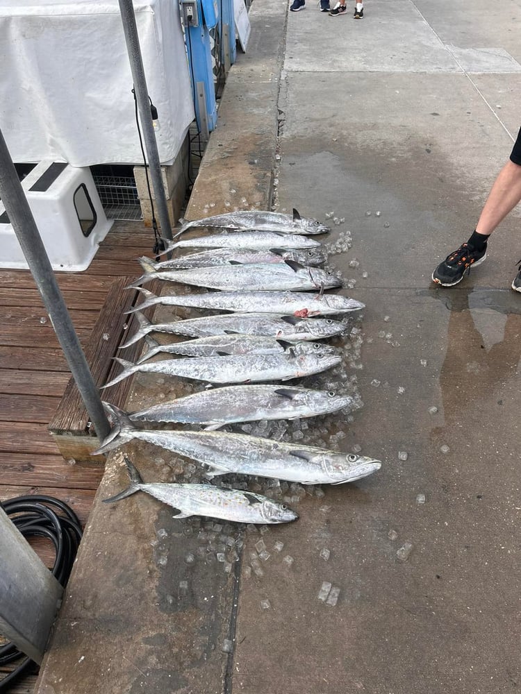 Bottom And Trolling Fishing! In Clearwater