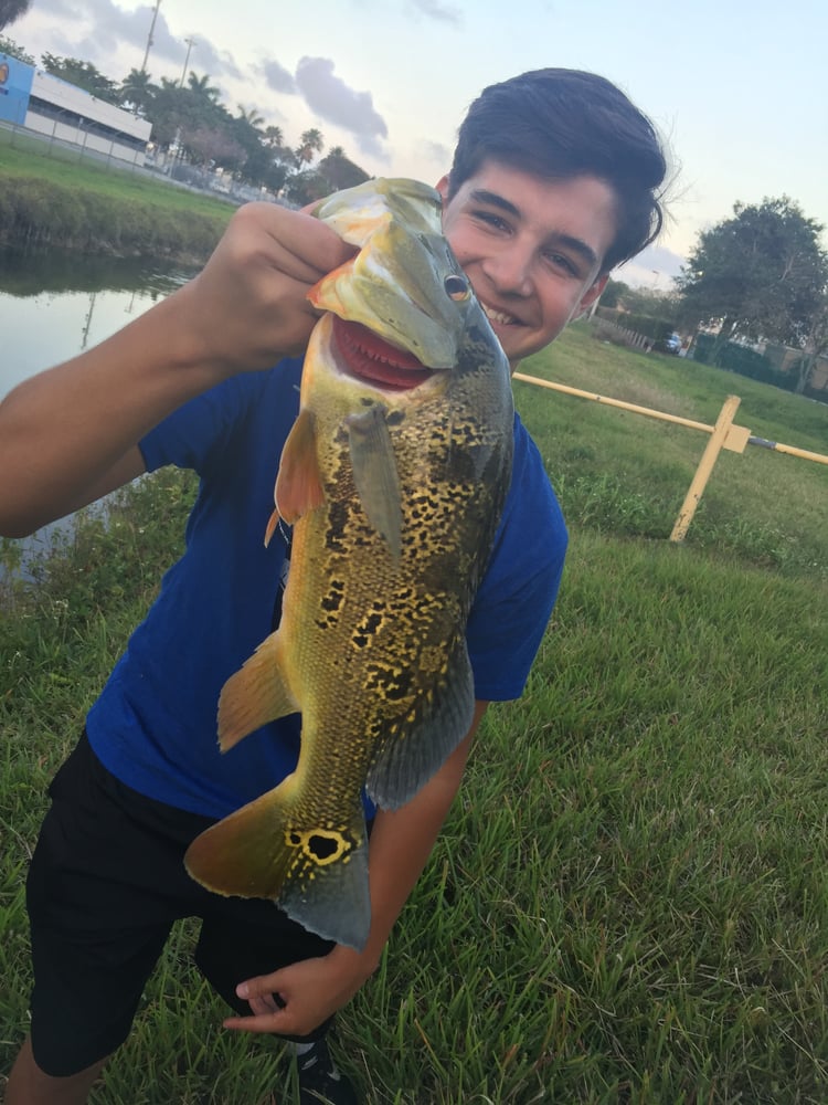 Peacock Bass Fishing In Kendall