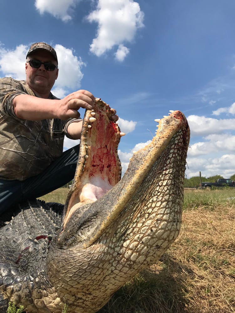 ALLIGATOR/HOG COMBO HUNT In Zolfo Springs