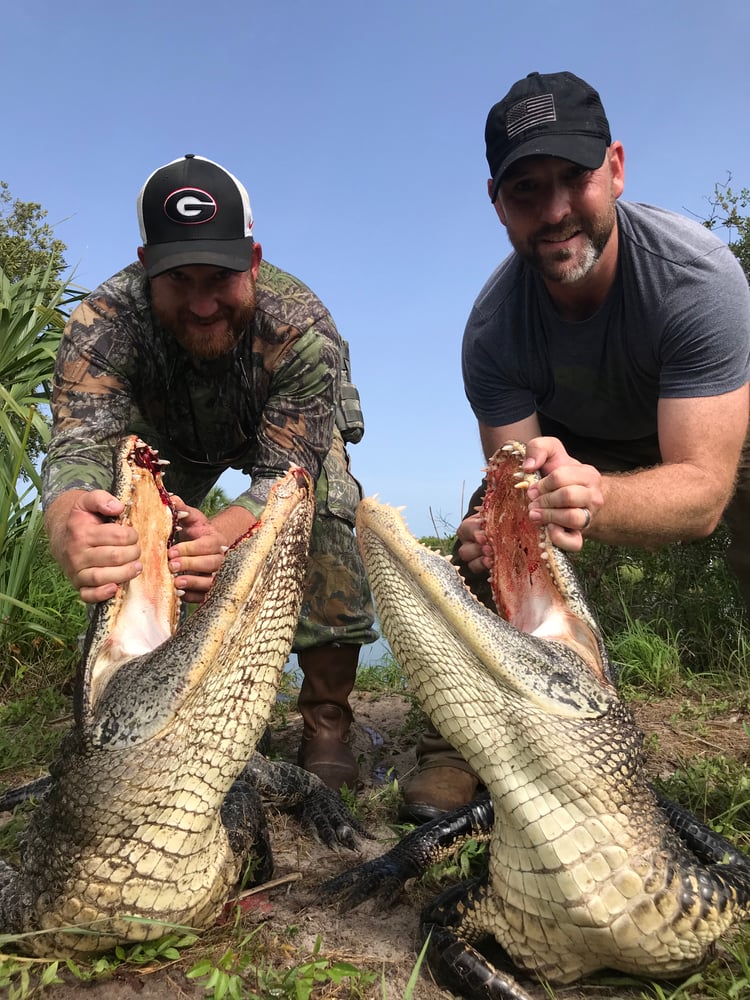 ALLIGATOR/HOG COMBO HUNT In Zolfo Springs