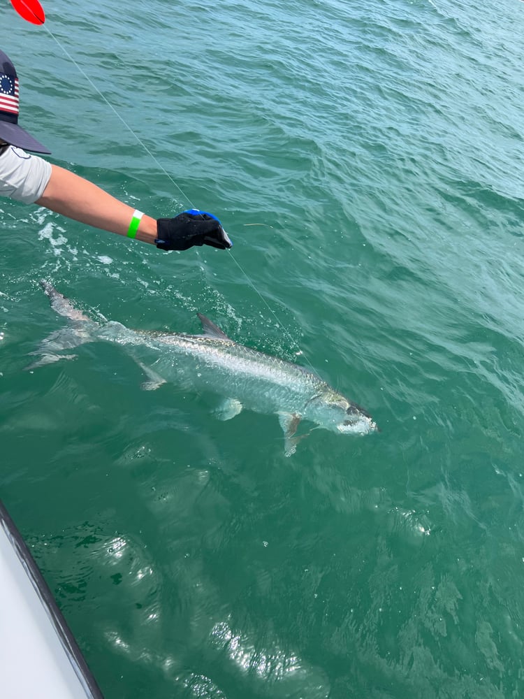 Reel Salty Sportfishing Tarpon Fishing In Clearwater