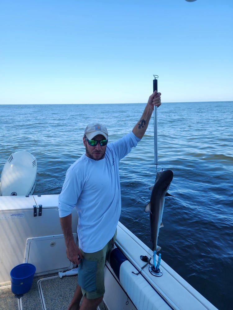 Marsh Redfish Pursuit In Saint Bernard