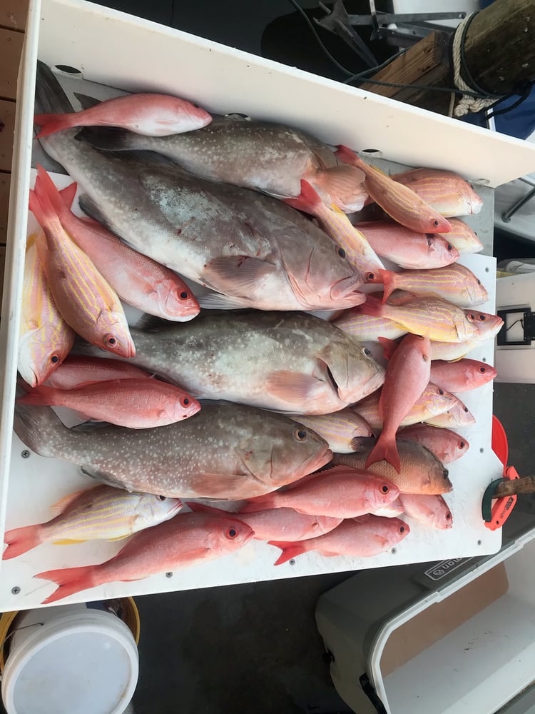 Red Snapper Baby! In Fort Myers Beach