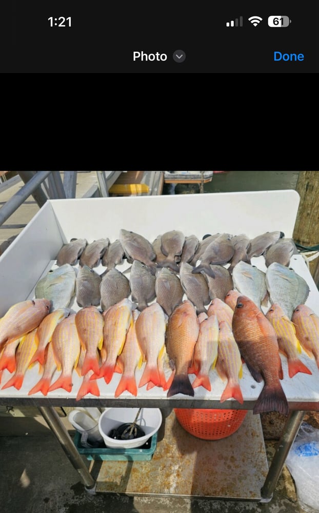 Red Snapper Baby! In Fort Myers Beach