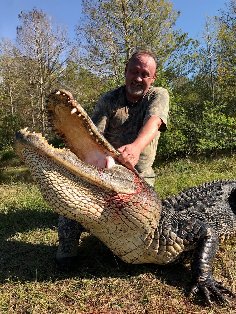 Florida Alligator Hunting In Zolfo Springs