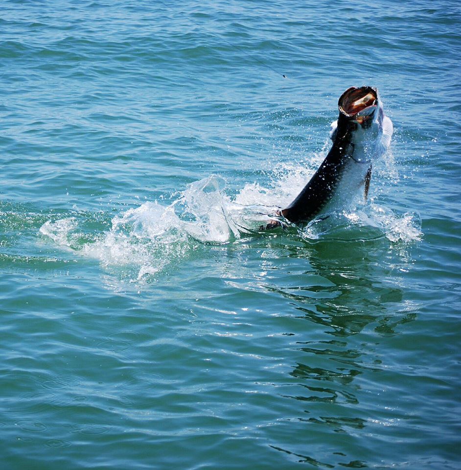 Texas Tarpon On Light Tackle In Texas City