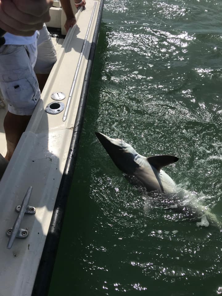 Texas City Shark Trip In Texas City