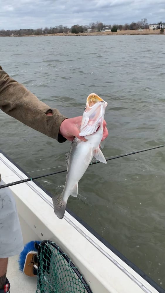 Bay Trip - 25' Boston Whaler In Texas City