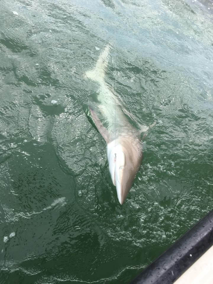 Texas City Shark Trip In Texas City