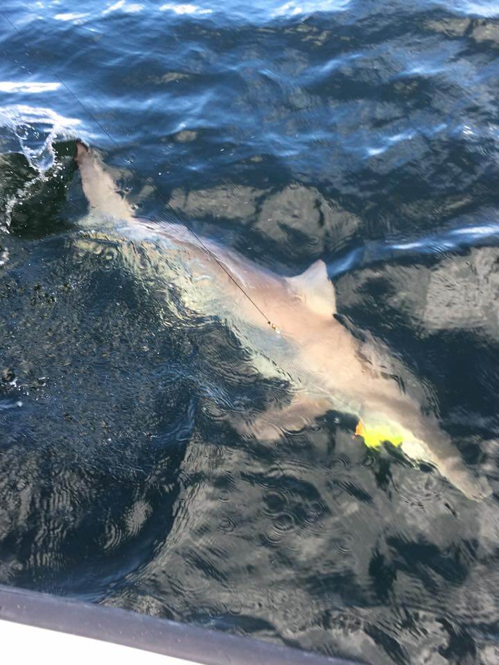 Texas City Shark Trip In Texas City