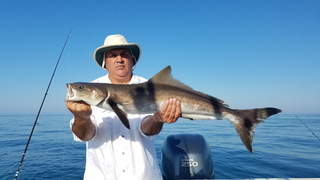 Cobia Adventure In Crystal River