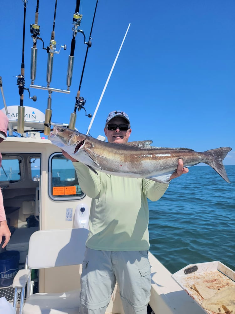 Cobia Adventure In Crystal River