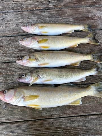 Guided Walleye Fishing - Normandy Lake In Normandy