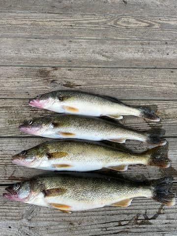 Guided Walleye Fishing - Normandy Lake In Normandy