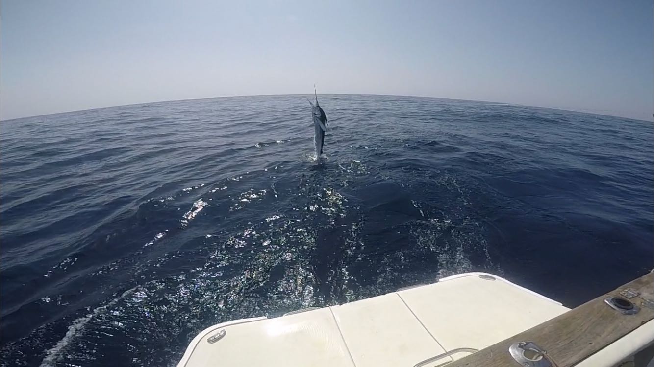 Day Trip - White Marlin In Olhão