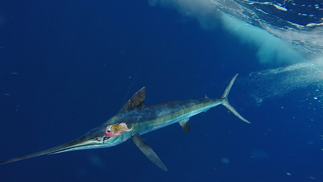 Day Trip - White Marlin In Olhão