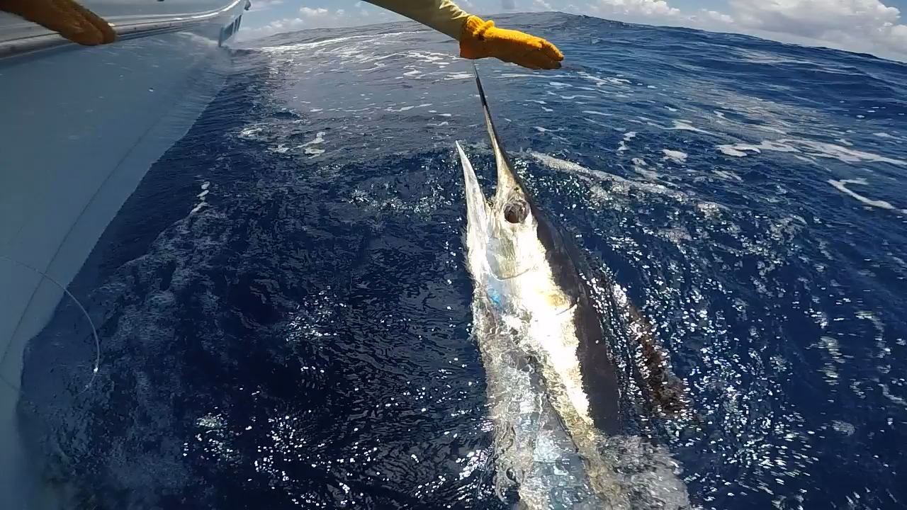 Day Trip - White Marlin In Olhão