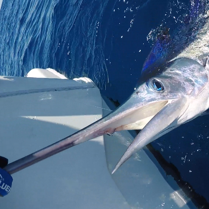 Day Trip - White Marlin In Olhão