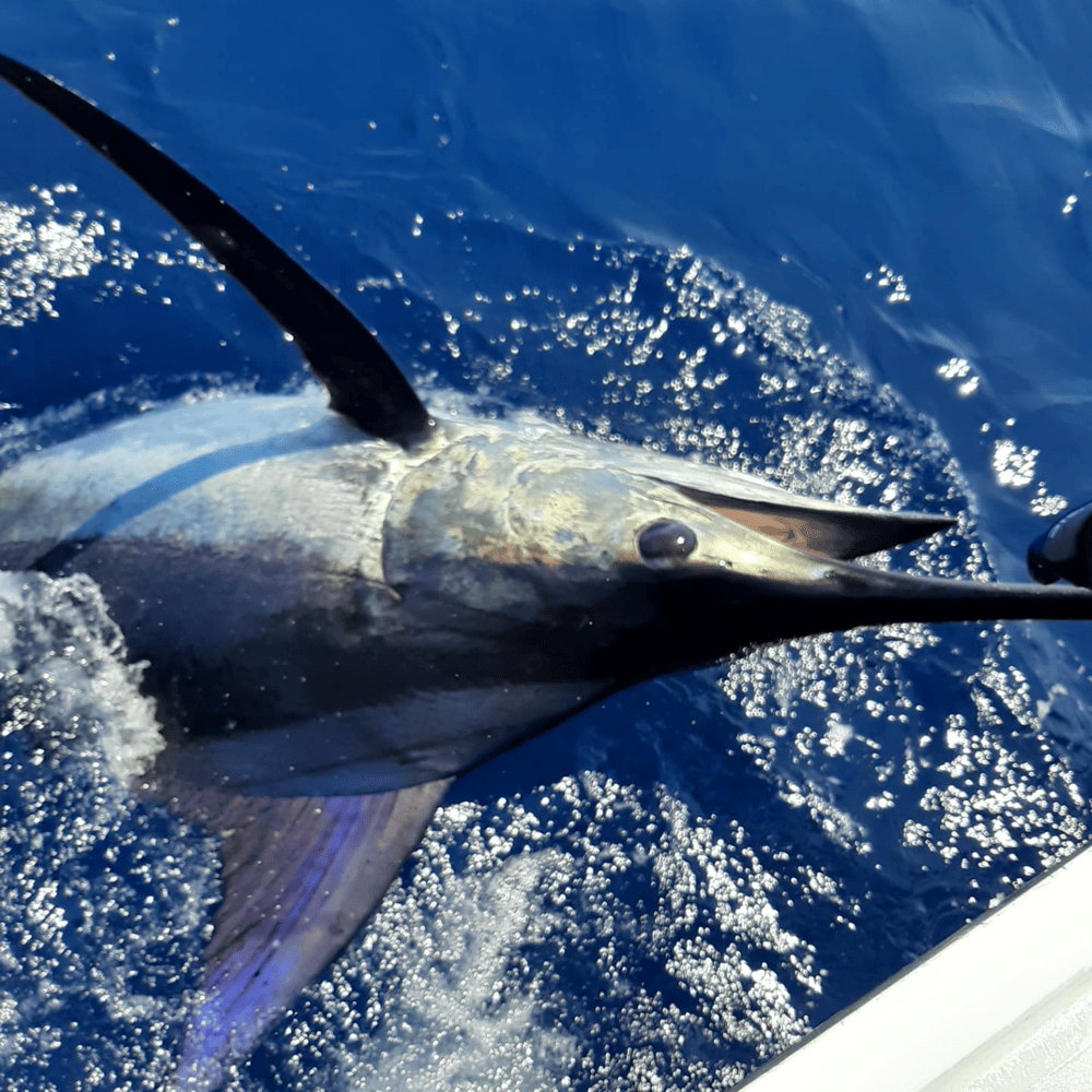 Extended Day - Blue Marlin In Olhão