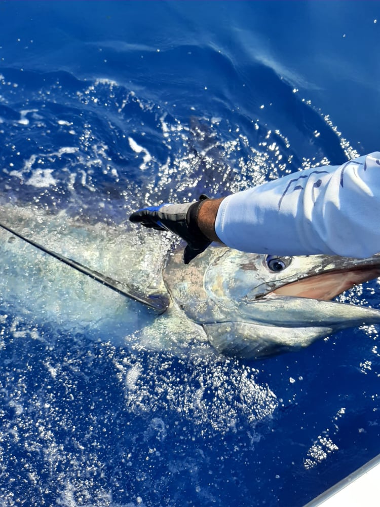 Extended Day - Blue Marlin In Olhão